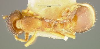 Media type: image;   Entomology 8674 Aspect: habitus dorsal view